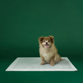 Disposable Dog Pee Pads with AbsorbShield+ Technology - Large - 22" x 23" (40 Count)